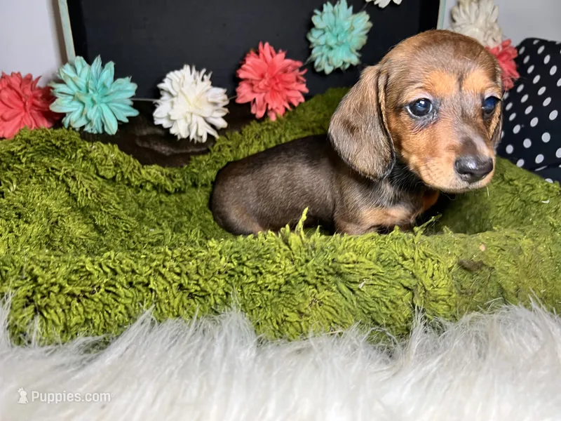 Sadie – Miniature Dachshund puppy for sale in Lansing, IA