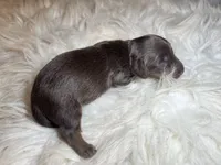 Rocky, a male Miniature Dachshund for sale in Lansing, IA – 3 of 5