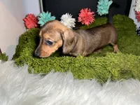 Sadie, a female Miniature Dachshund for sale in Lansing, IA – 3 of 5