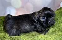 Hank, a male Shih Tzu for sale in Lansing, IA – 4 of 4