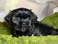 Hazle, a female Shih Tzu for sale in Lansing, IA – 3 of 5