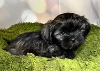 Hannah , a female Shih Tzu for sale in Lansing, IA – 2 of 4