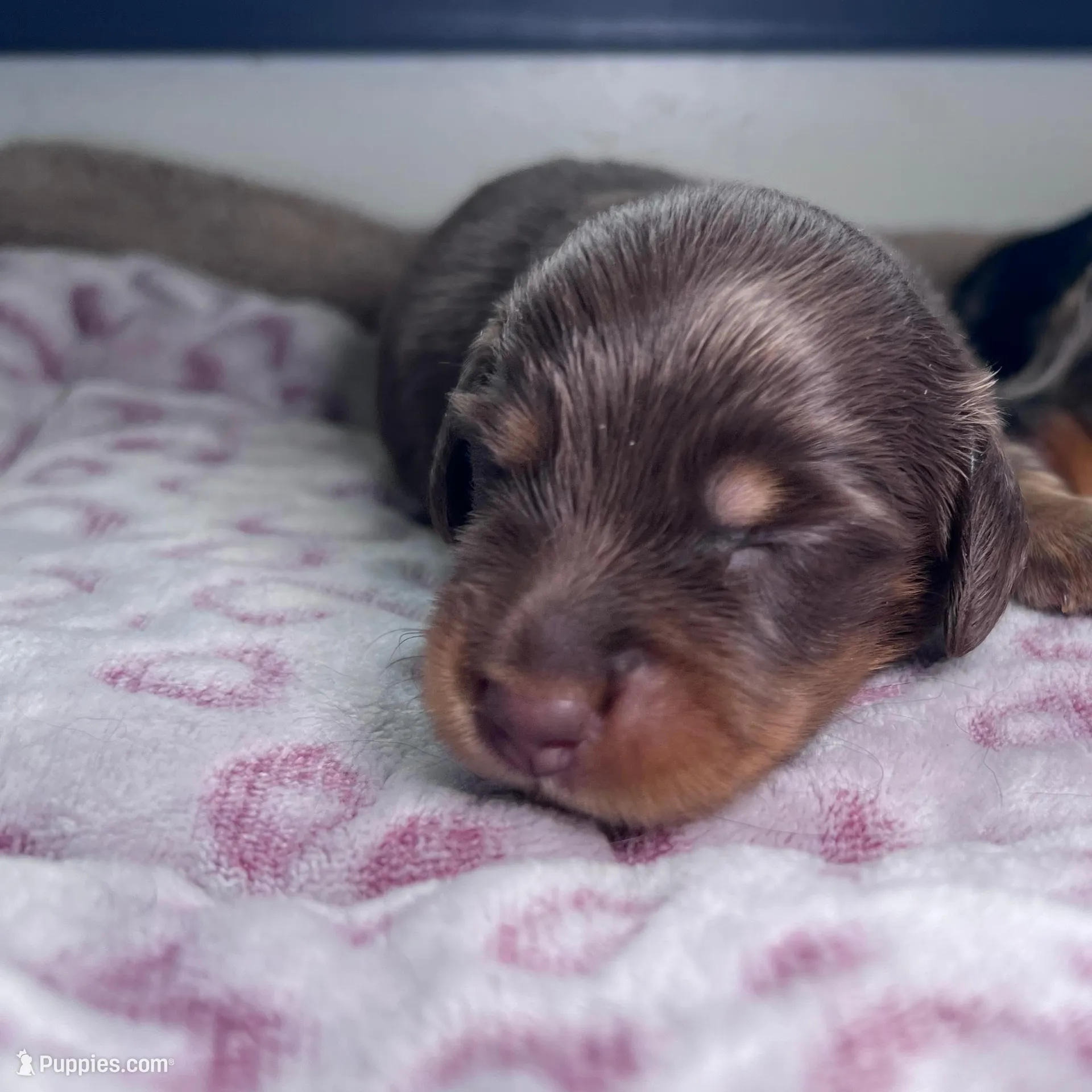 Jesse long hair AKC, a male Miniature Dachshund for sale in Lansing, IA – Photo 3 of 4