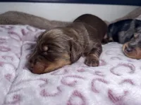 Jesse long hair AKC, a male Miniature Dachshund for sale in Lansing, IA – Photo 2 of 4