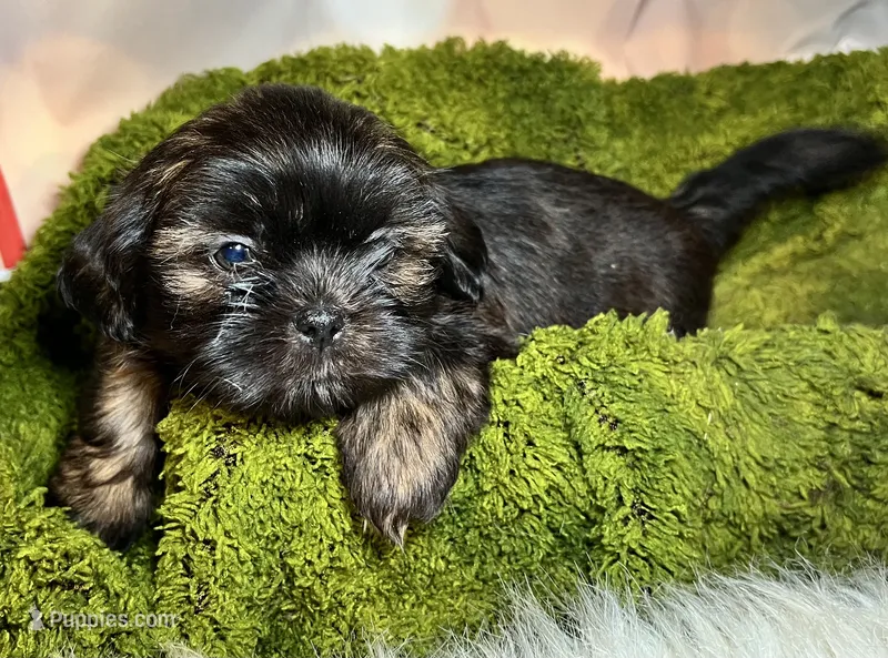 Harvey – Shih Tzu puppy for sale in Lansing, IA