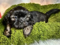 Harvey, a male Shih Tzu for sale in Lansing, IA – 1 of 4