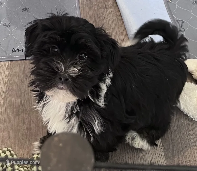 Henry champion bloodlines