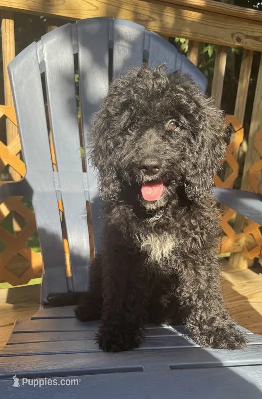 Chase – Miniature Goldendoodle puppy for sale in Guilford, CT