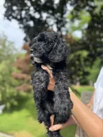 Choco, a male Miniature Goldendoodle for sale in Guilford Center, CT – 2 of 2