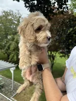 Ramona, a female Miniature Goldendoodle for sale in Guilford Center, CT – 2 of 3