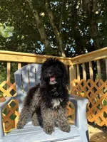 Chase, a male Miniature Goldendoodle for sale in Guilford, CT – 3 of 4