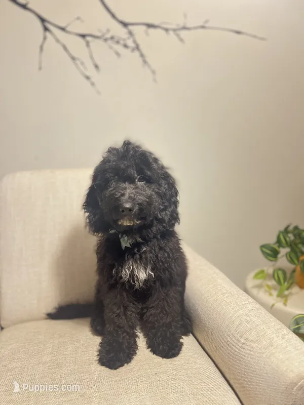 Chase – Miniature Goldendoodle puppy for sale in Guilford, CT