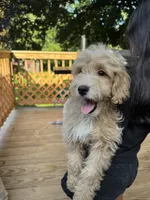 Ramona, a female Miniature Goldendoodle for sale in Guilford, CT – 3 of 3
