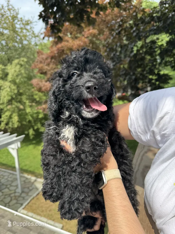 Chase – Goldendoodle, Miniature Goldendoodle puppy for sale in Guilford, CT