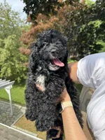 Chase, a male Miniature Goldendoodle for sale in Guilford, CT – 4 of 4