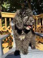 Chase, a male Miniature Goldendoodle for sale in Guilford, CT – 2 of 4