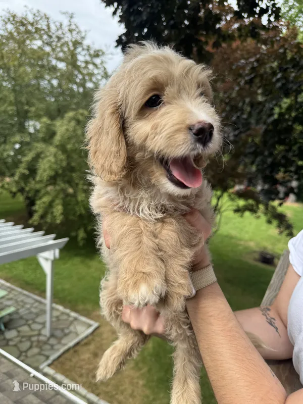 Ramona – Miniature Goldendoodle puppy for sale in Guilford Center, CT
