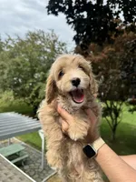 Ramona, a female Miniature Goldendoodle for sale in Guilford Center, CT – 3 of 3