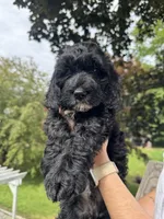 Choco, a male Miniature Goldendoodle for sale in Guilford Center, CT – 1 of 2