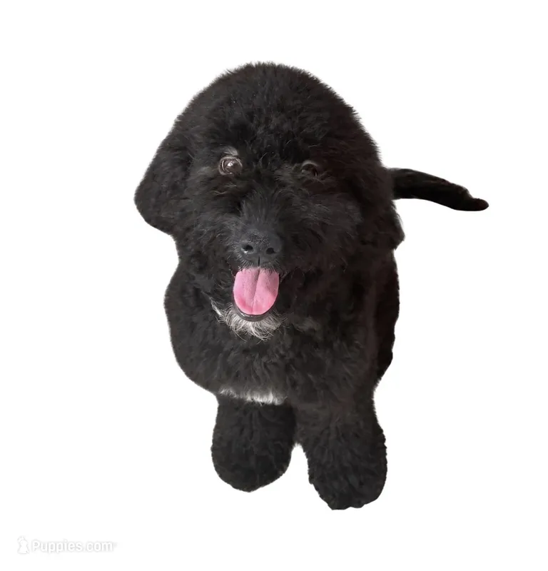Chase – Miniature Goldendoodle puppy for sale in Guilford, CT