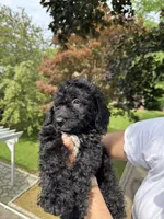 Chase, a male Miniature Goldendoodle for sale in Guilford Center, CT – 2 of 2