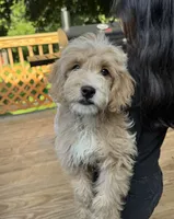 Ramona, a female Miniature Goldendoodle for sale in Guilford, CT – 1 of 3