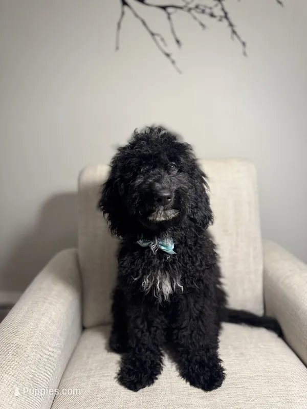 Chase – Miniature Goldendoodle puppy for sale in Guilford, CT
