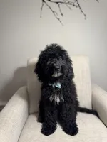 Chase, a male Miniature Goldendoodle for sale in Guilford, CT – 1 of 3