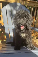 Chase, a male Goldendoodle and Miniature Goldendoodle for sale in Guilford, CT – 4 of 4