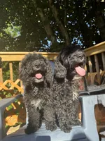Choco, a male Miniature Goldendoodle for sale in Guilford, CT – 4 of 4