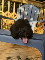 Choco, a male Miniature Goldendoodle for sale in Guilford, CT – 3 of 4