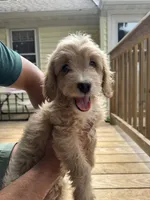 Ramona, a female Miniature Goldendoodle for sale in Guilford, CT – 2 of 3