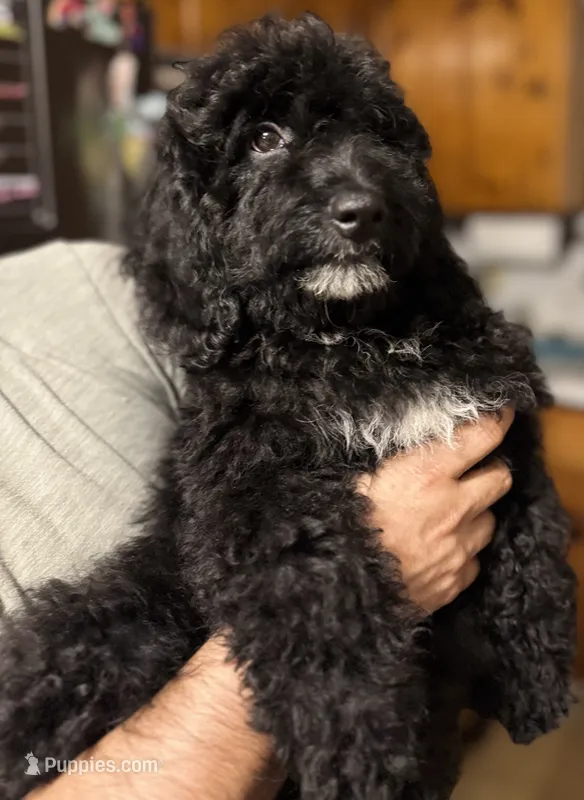 Chase – Miniature Goldendoodle puppy for sale in Guilford, CT