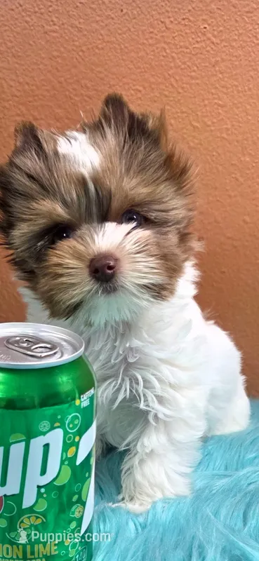 Jerry – Yorkshire Terrier puppy for sale in Mercedes, TX