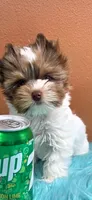 Jerry, a male Yorkshire Terrier for sale in Mercedes, TX – 1 of 4