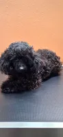 Frida, a female Poodle - Miniature  for sale in Mercedes, TX – 2 of 4