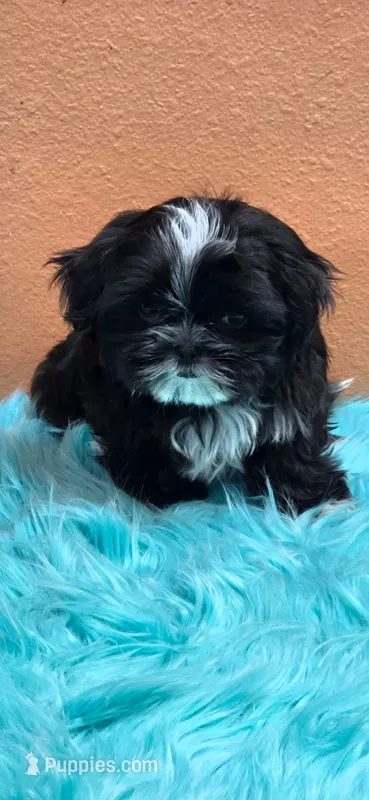 Will – Maltese, Shih Tzu puppy for sale in Mercedes, TX