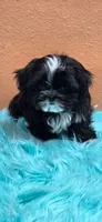 Will, a male Maltese and Shih Tzu for sale in Mercedes, TX – 1 of 4