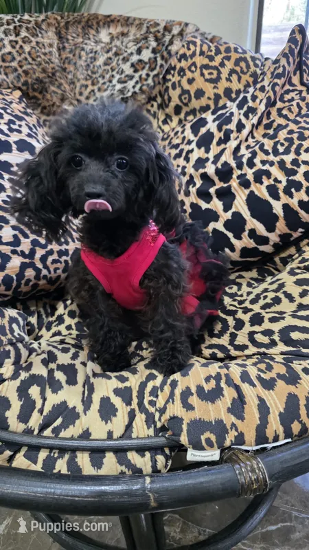Frida – Poodle - Miniature  puppy for sale in Mercedes, TX