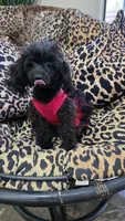 Frida, a female Poodle - Miniature  for sale in Mercedes, TX – 1 of 4
