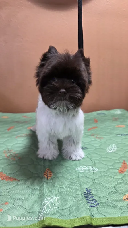 Jackson  – Yorkshire Terrier puppy for sale in Mercedes, TX