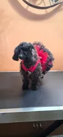 Frida, a female Poodle - Miniature  for sale in Mercedes, TX – 3 of 4