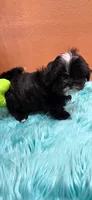 Will, a male Maltese and Shih Tzu for sale in Mercedes, TX – 4 of 4