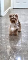Elijah, a male Yorkshire Terrier for sale in Mercedes, TX – 1 of 2