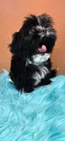 Will, a male Maltese and Shih Tzu for sale in Mercedes, TX – 2 of 4