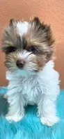 Jerry, a male Yorkshire Terrier for sale in Mercedes, TX – 3 of 4