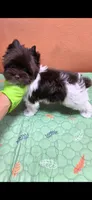 Jackson , a male Yorkshire Terrier for sale in Mercedes, TX – 2 of 3