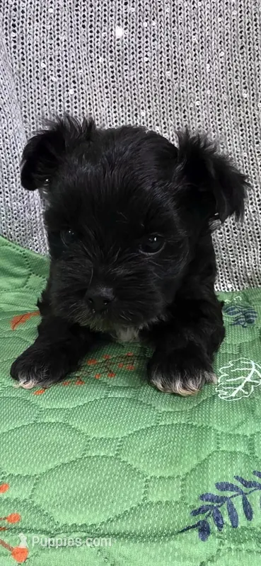 Oneil , a male Yorkshire Terrier for sale in Mercedes, TX – 1 of 3