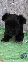 Oneil , a male Yorkshire Terrier for sale in Mercedes, TX – 1 of 3