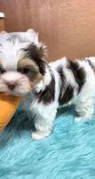 Milo, a male Yorkshire Terrier for sale in Mercedes, TX – 4 of 6